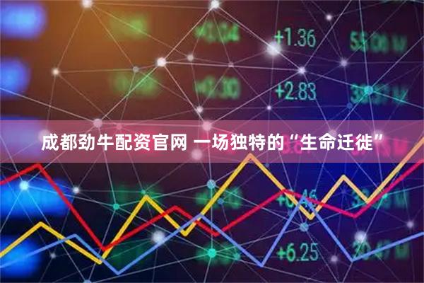 成都劲牛配资官网 一场独特的“生命迁徙”