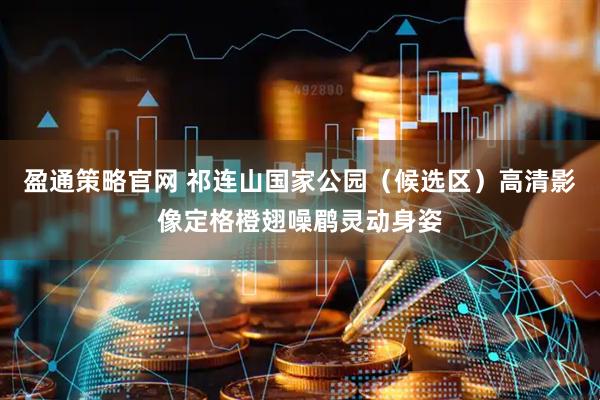 盈通策略官网 祁连山国家公园（候选区）高清影像定格橙翅噪鹛灵动身姿